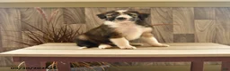 Mixed Breed dogs for sale: Precious Princess - Ad 1