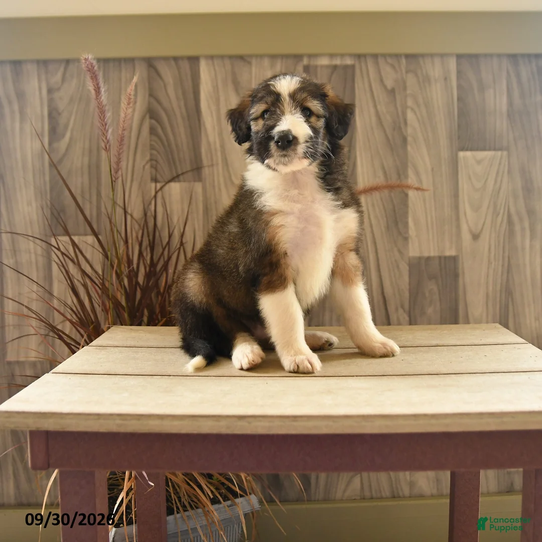 Mixed Breed dogs for sale: Precious Princess - Ad 1