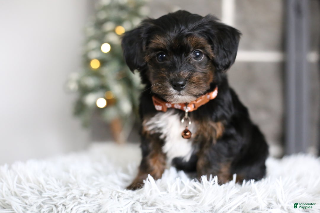Yorkiepoo dogs for sale: Emmitt - Ad 6