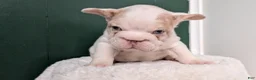 French Bulldog dogs for sale: Koda - Ad 6
