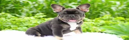French Bulldog dogs for sale: Panda - Ad 6