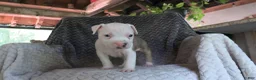 American Bully dogs for sale: Bella - Ad 4