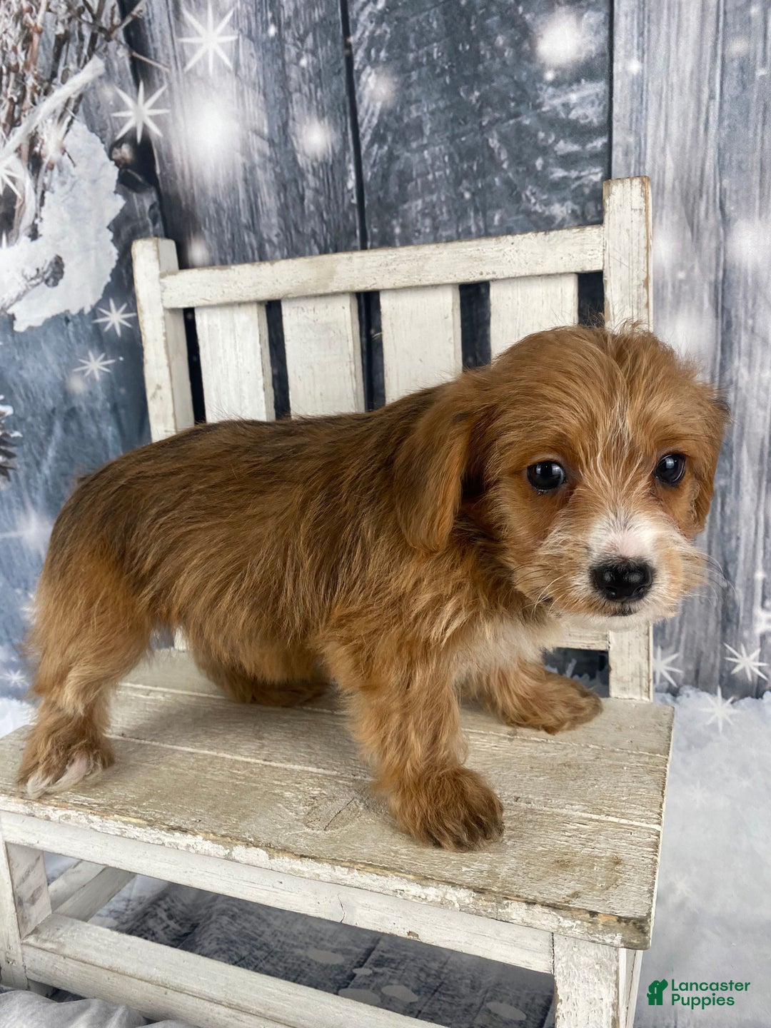Yorkiepoo dogs for sale: Maisy - Ad 7