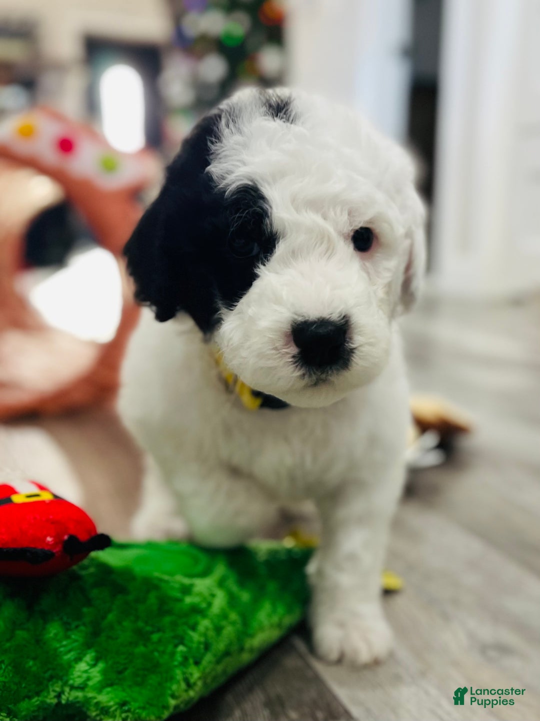Sheepadoodle dogs for sale: Sheepadoodle Puppy 5 - Ad 4