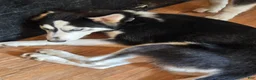 Siberian Husky dogs for sale: Girlie - Ad 3
