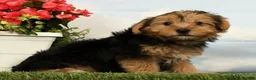 Yorkshire Terrier dogs for sale: Liam - Ad 4