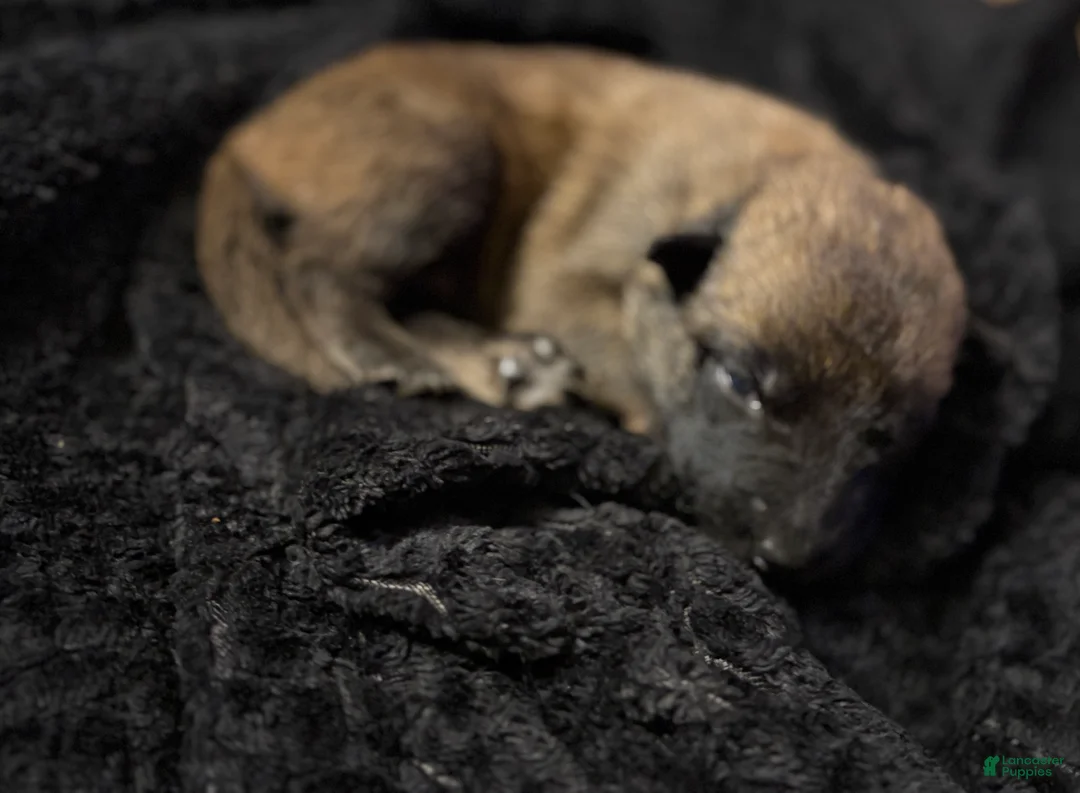 Belgian Malinois dogs for sale: Belgian Malinois Puppy 7 - Ad 2