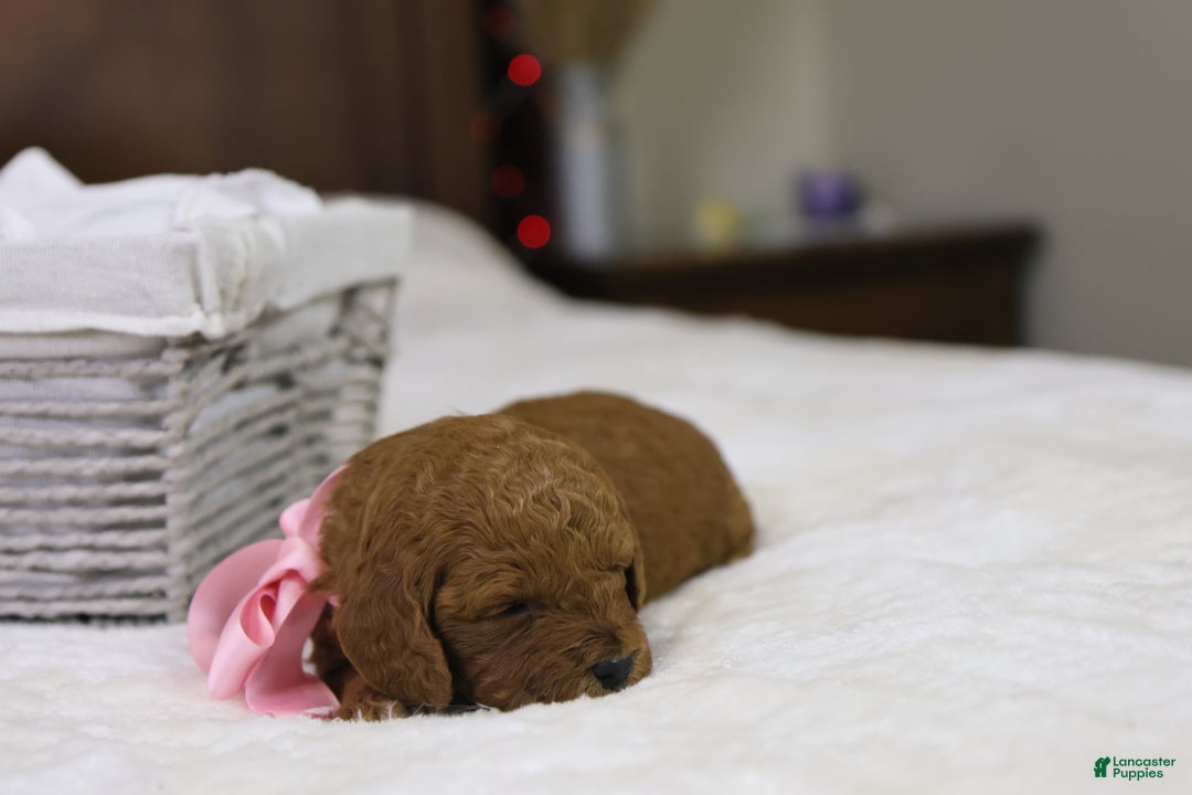 Goldendoodle dogs for sale: Natalie - Ad 3