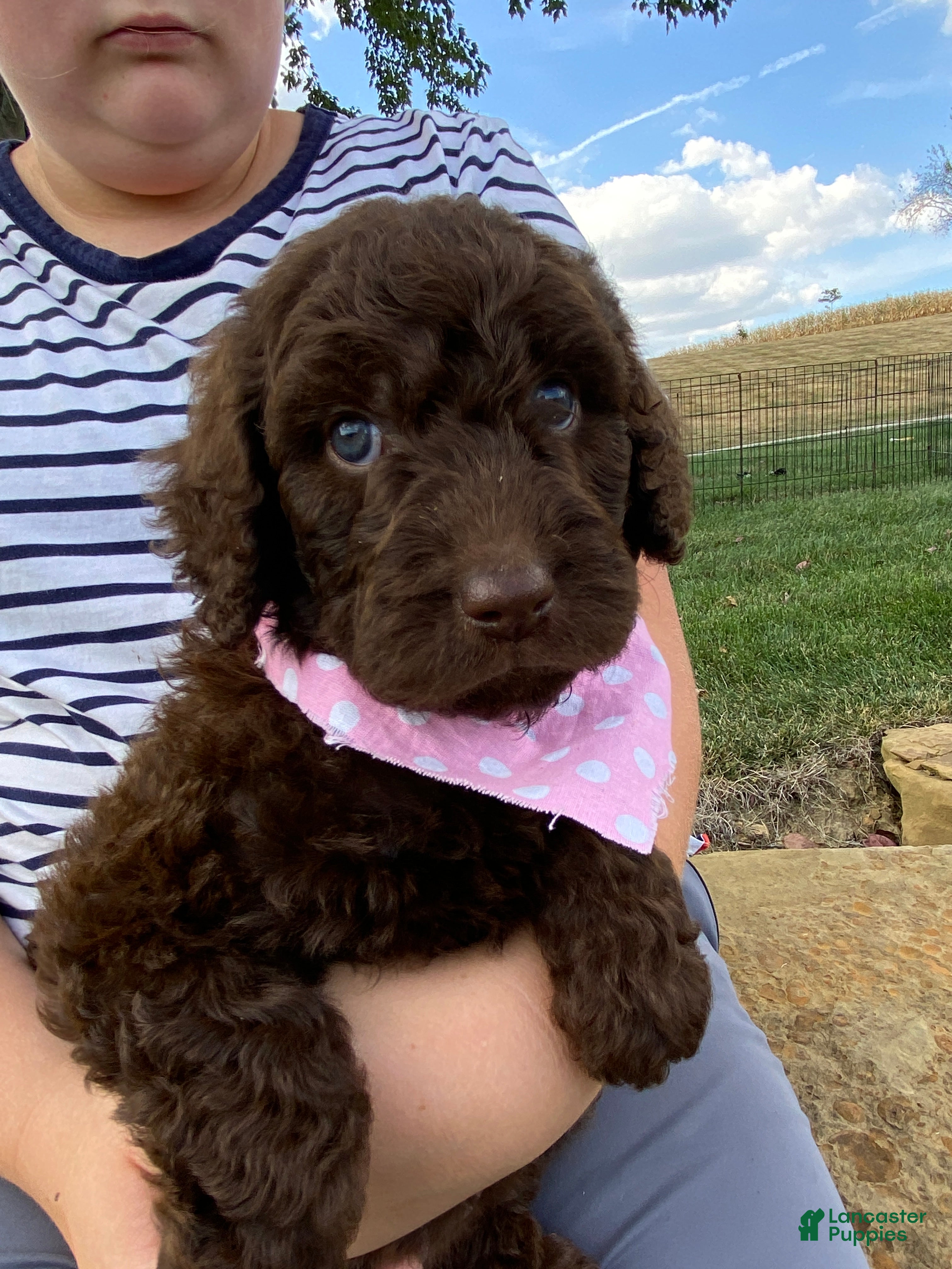 Girl Black Labradoodle Retriever Miniature Labradoodle Straight