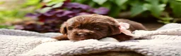 Newfoundland dogs for sale: Peach - Ad 2