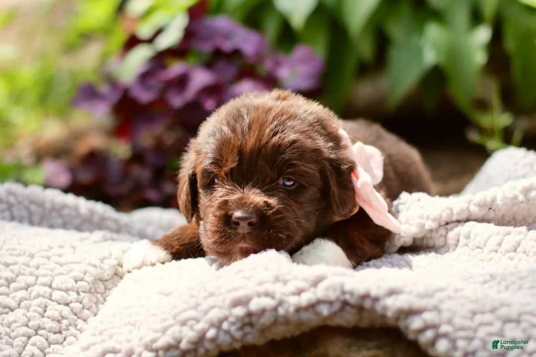 Newfoundland dogs for sale: Peach - Ad 2