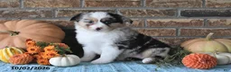Miniature Australian Shepherd dogs for sale: Hallie - Ad 3