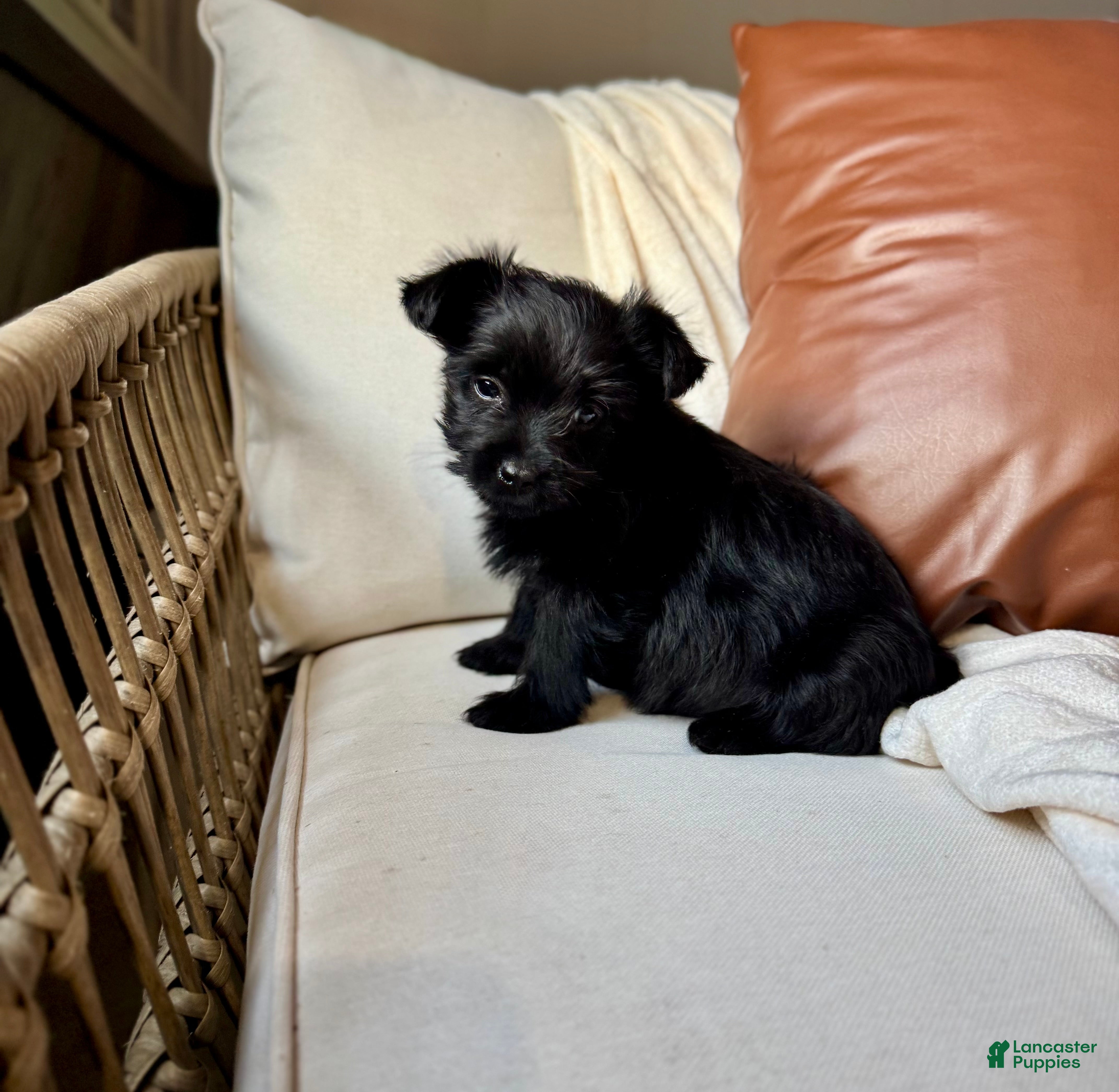Yorkiepoo dogs Dakota - Ad 37