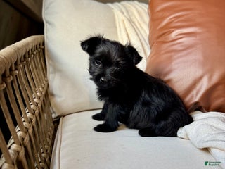 Yorkiepoo dogs Dakota - Ad 12