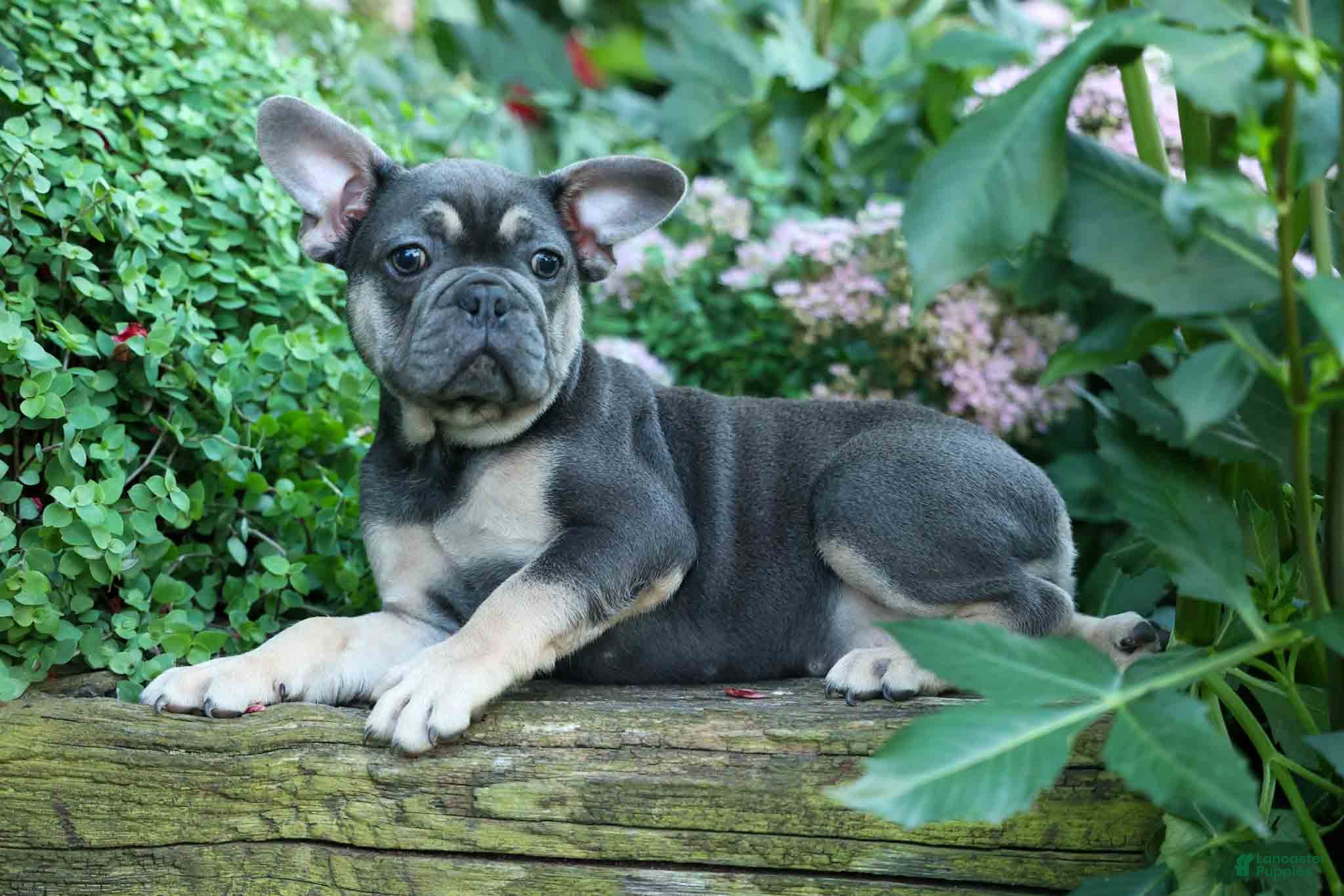 French Bulldog dogs Edison - Ad 2