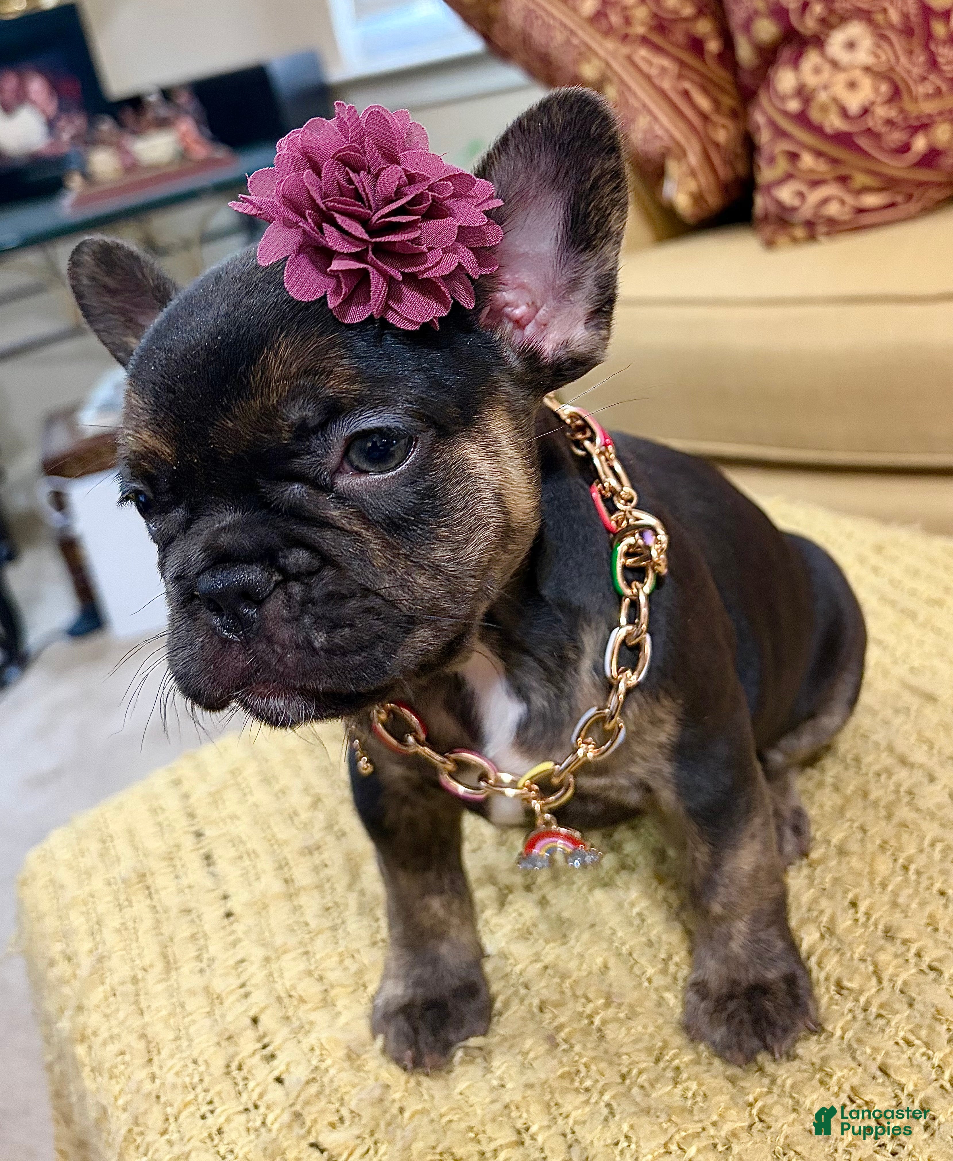 French Bulldog dogs Shelby  - Ad 2