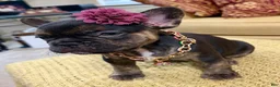 French Bulldog dogs for sale: Shelby  - Ad 2