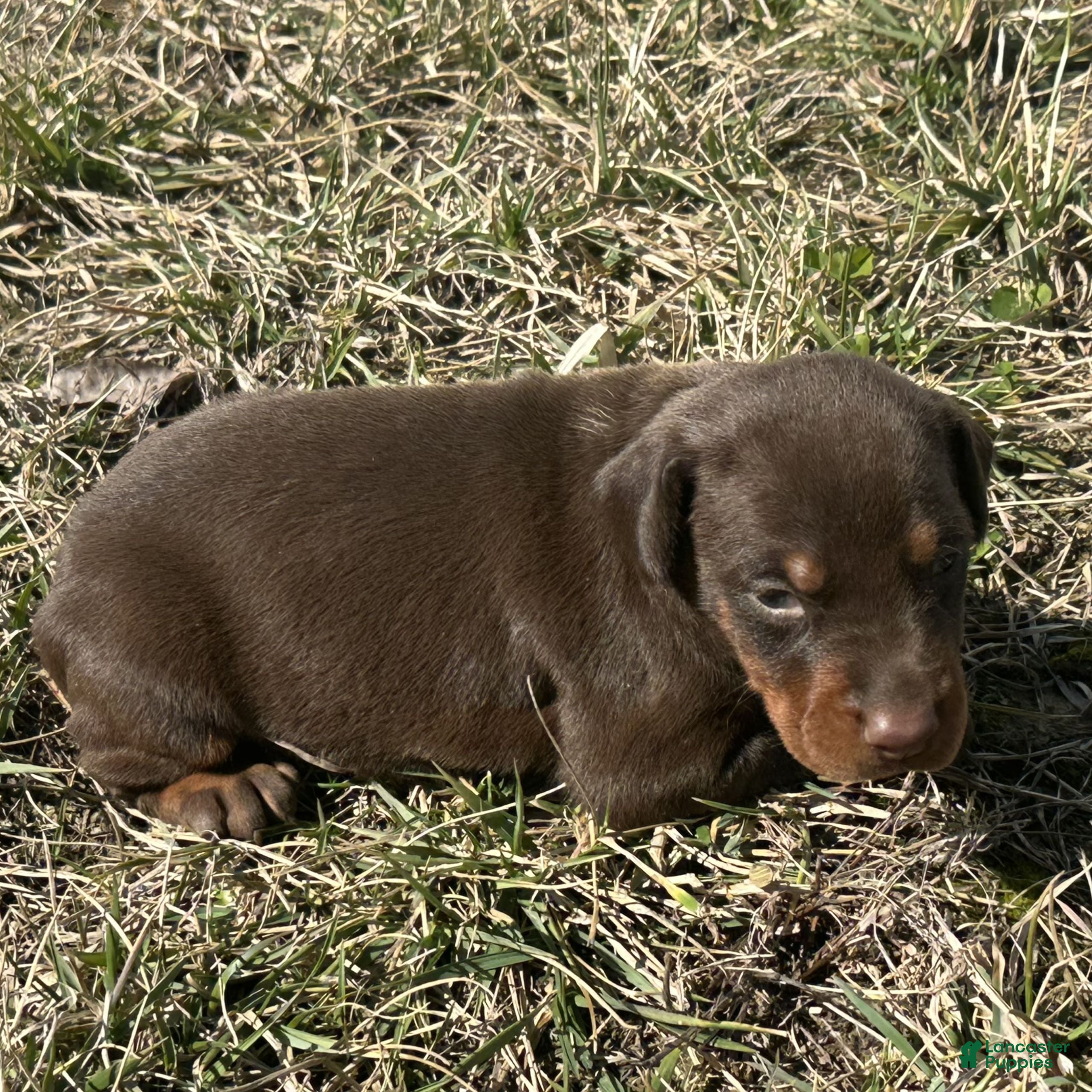 Doberman Pinscher dogs Zoey  - Ad 1