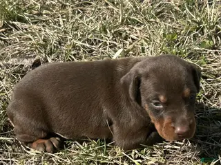 Doberman Pinscher dogs for sale: Zoey - Ad 3