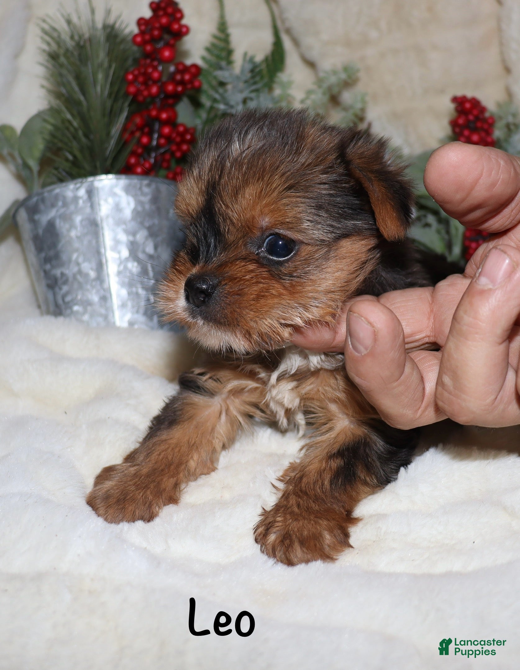 Yorkshire Terrier dogs Leo - Ad 29