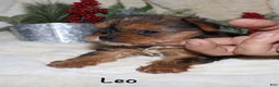 Yorkshire Terrier dogs for sale: Leo - Ad 1
