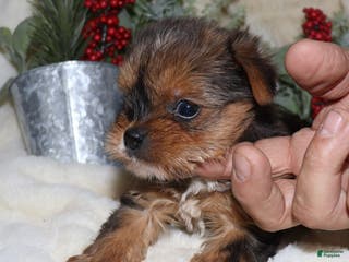 Yorkshire Terrier dogs Leo - Ad 35