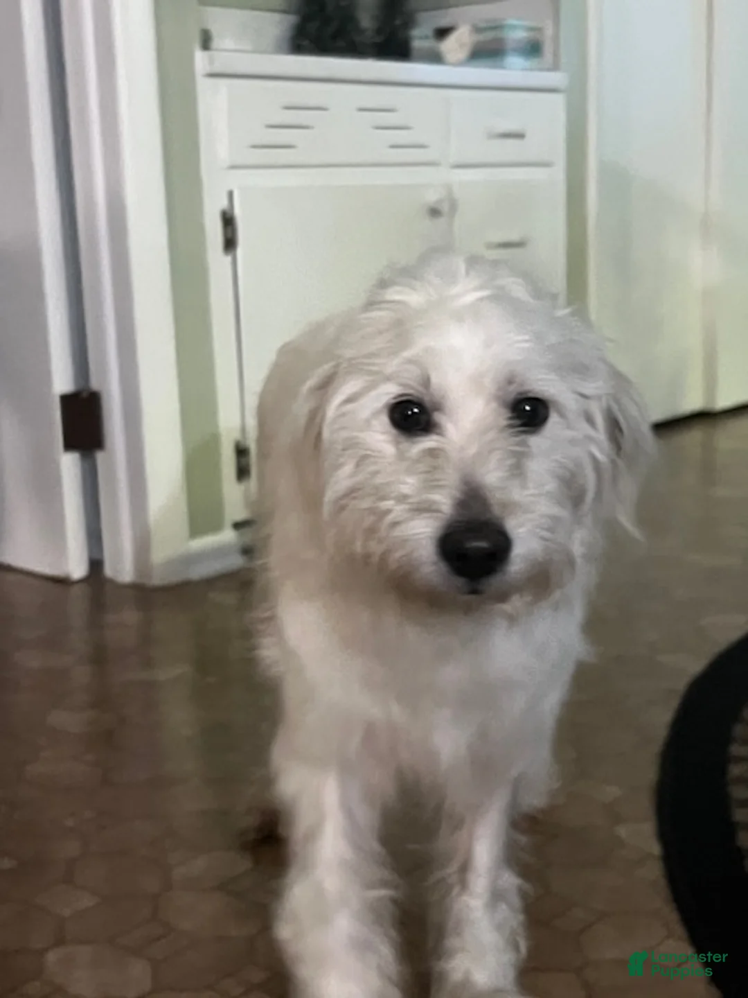 Mini Goldendoodle dogs for sale: Poppi Mini Goldendoodle Puppy  - Ad 8