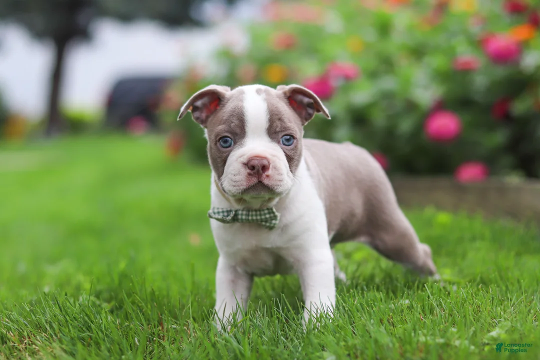 Boston Terrier dogs for sale: Sonny - Ad 2
