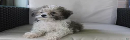 Miniature Poodle dogs for sale: Miniature Poodle 1 - Ad 3
