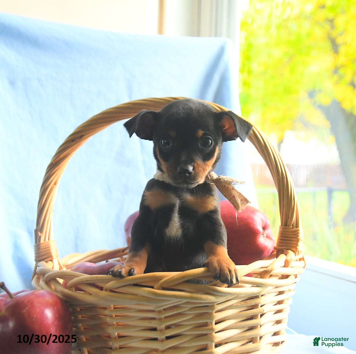 Mixed Breed dogs Georgia - Ad 41