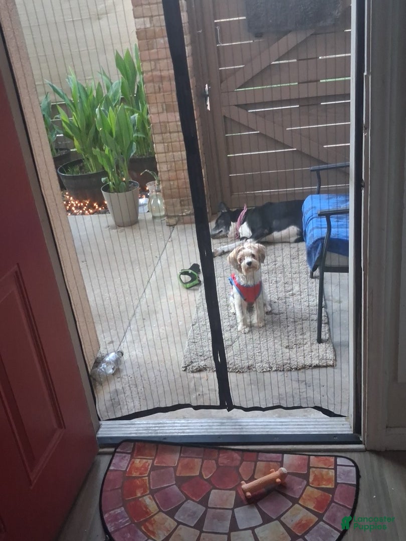 Yorkshire Terrier dogs Yorkshire Terrier 2 - Ad 34