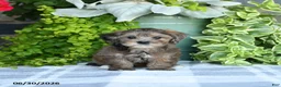 Maltipoo dogs for sale: Petunie  - Ad 5