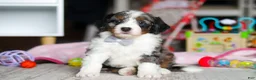 Mini Bernedoodle dogs for sale: Marshall - Ad 2