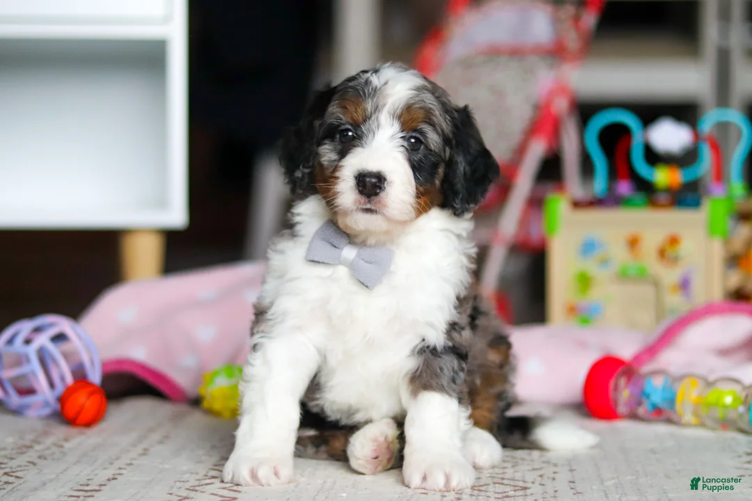 Mini Bernedoodle dogs for sale: Marshall - Ad 2