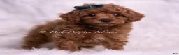 Toy Poodle dogs for sale: Macaron - Ad 5