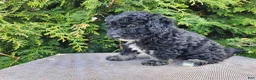Mini Bernedoodle dogs for sale: Mia - Ad 12