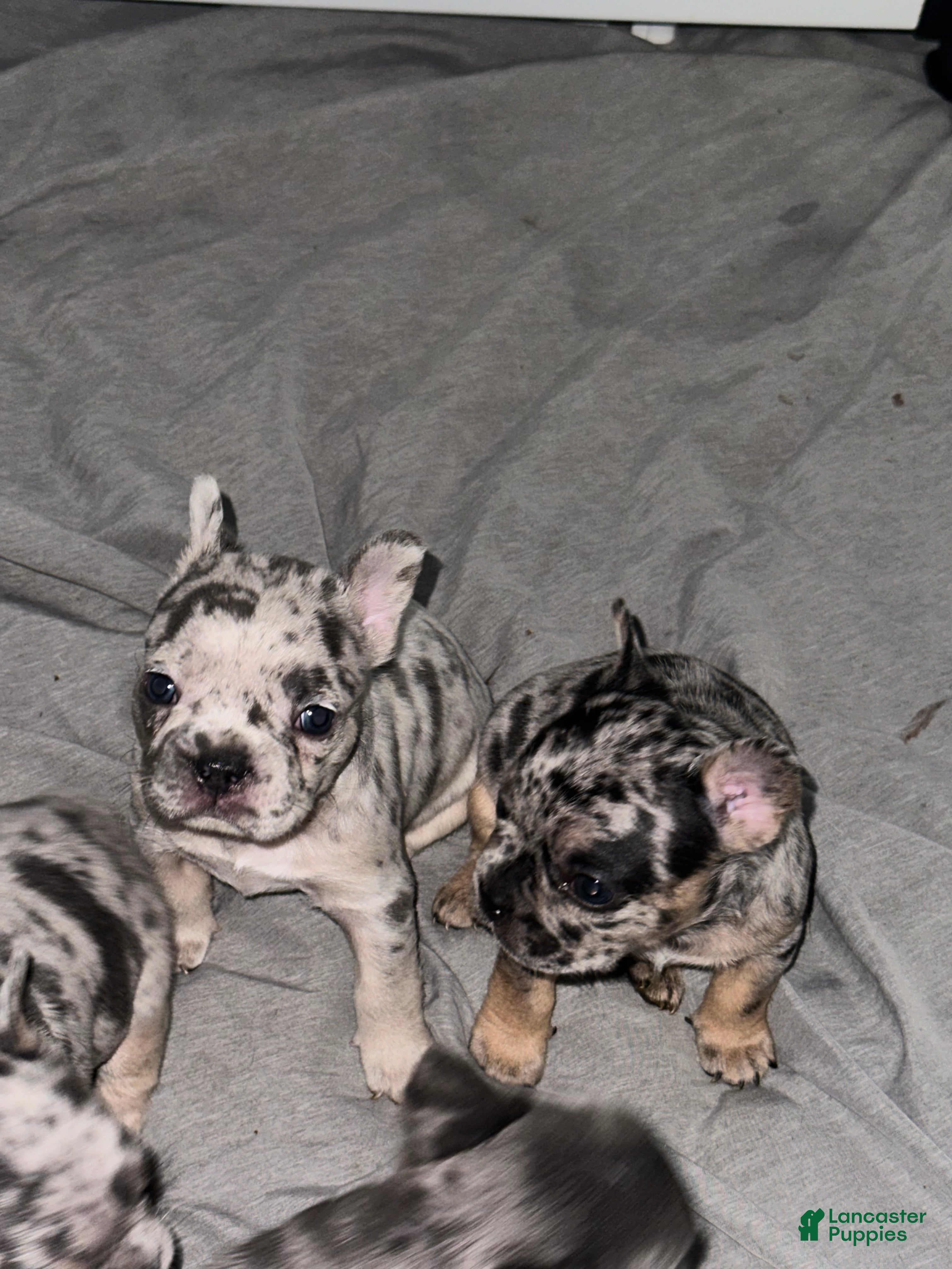French Bulldog dogs Bluey - Ad 8