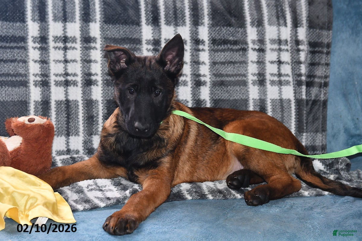Belgian Malinois dogs Finn - Ad 15