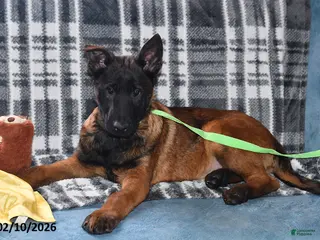 Belgian Malinois dogs Finn - Ad 14
