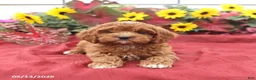 Cockapoo dogs for sale: Hero - Ad 4