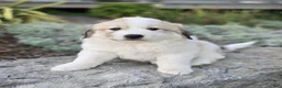 Great Pyrenees dogs for sale: Kate - Ad 6