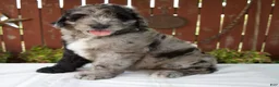 Giant Schnoodle dogs for sale: Micah - Ad 4