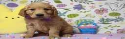 Golden Retriever dogs for sale: Benji - Ad 2