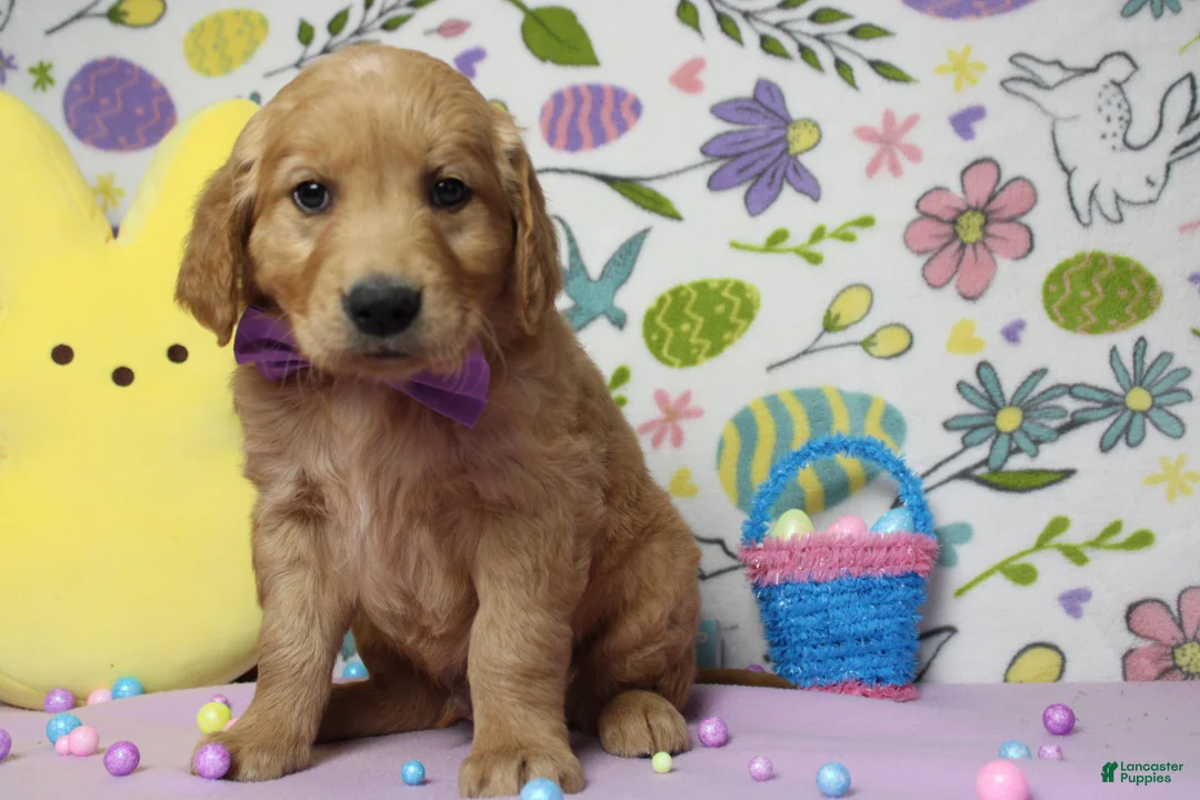 Golden Retriever dogs for sale: Benji - Ad 2