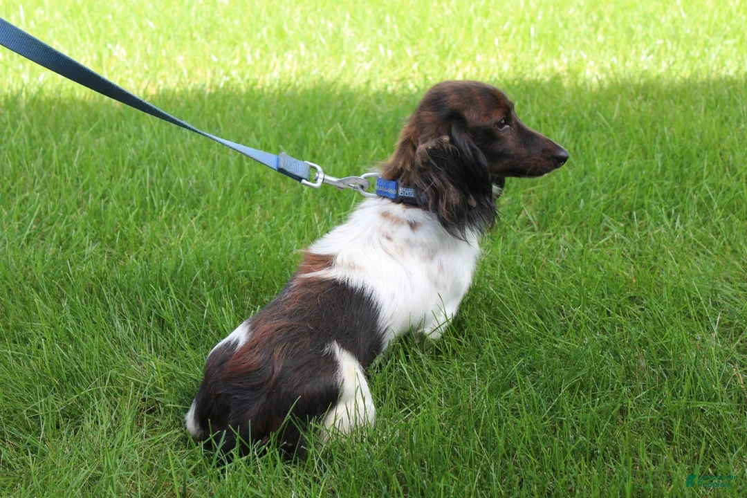 Miniature Dachshund dogs for sale: Max - Ad 5