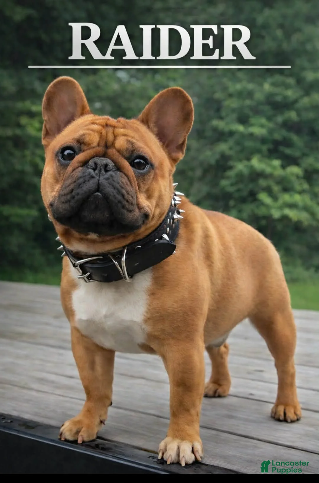 French Bulldog dogs for stud: French Bulldog 1 puppies - Ad 1