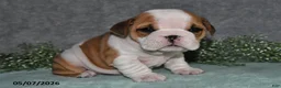 English Bulldog dogs for sale: Jesenia - Ad 5