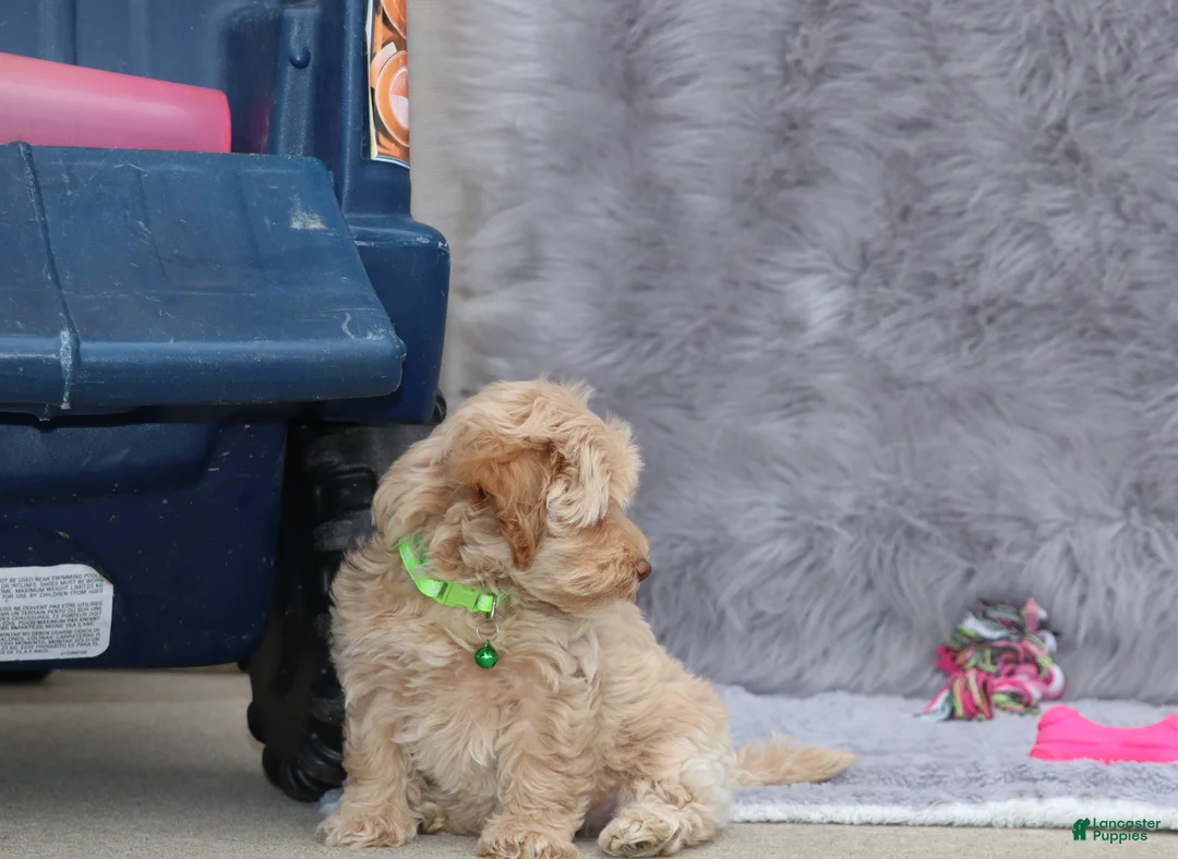 Havapoo dogs for sale: Addie 👨‍👨‍👦‍👦💞🐕Miniature - Ad 8