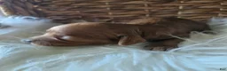 Cavapoo dogs for sale: Goose - Ad 3