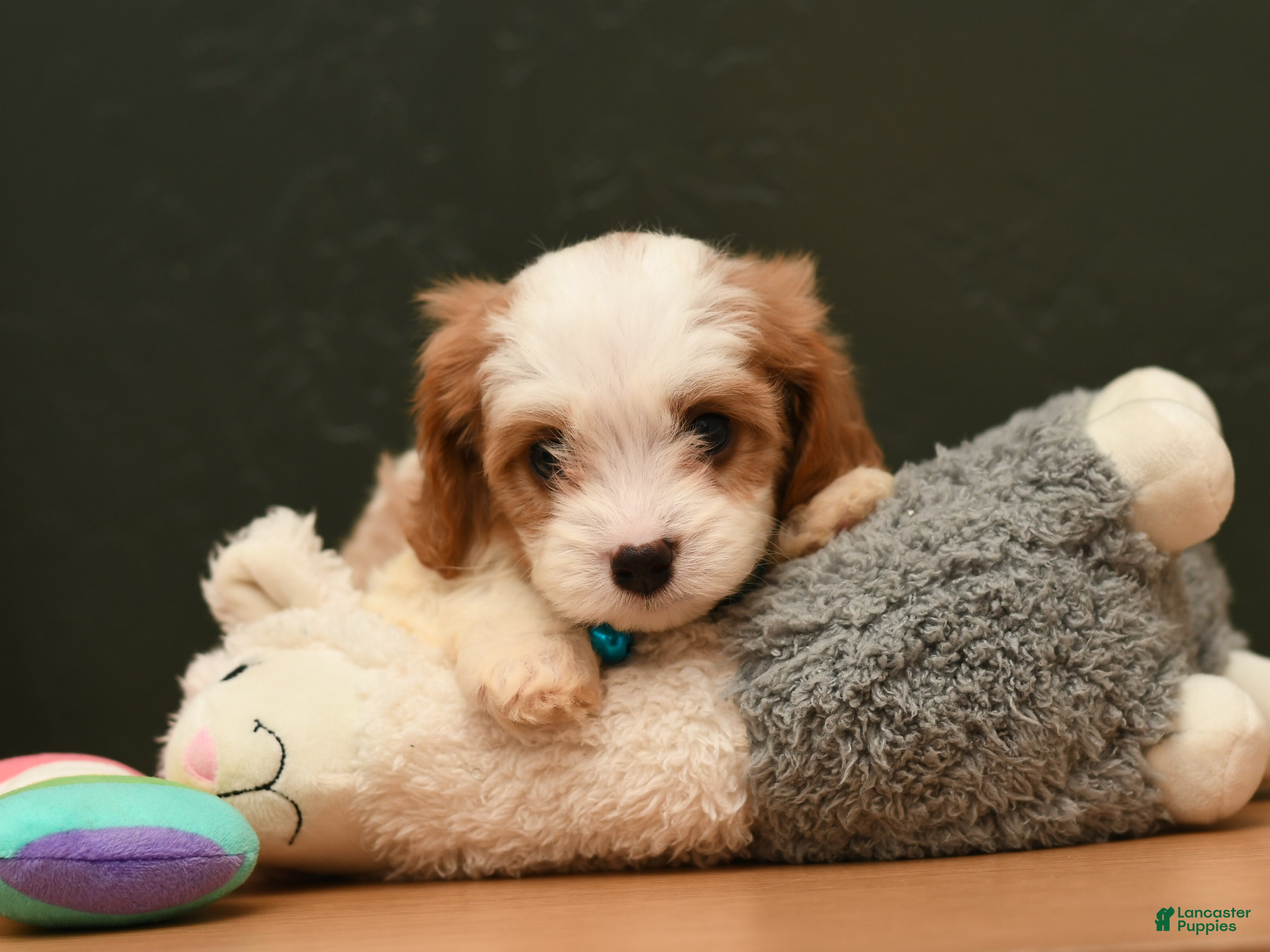 Cavapoo dogs Drake - Ad 2